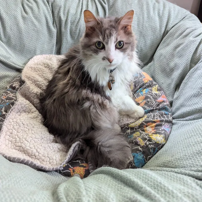 Amanda The Cat-Whisperer