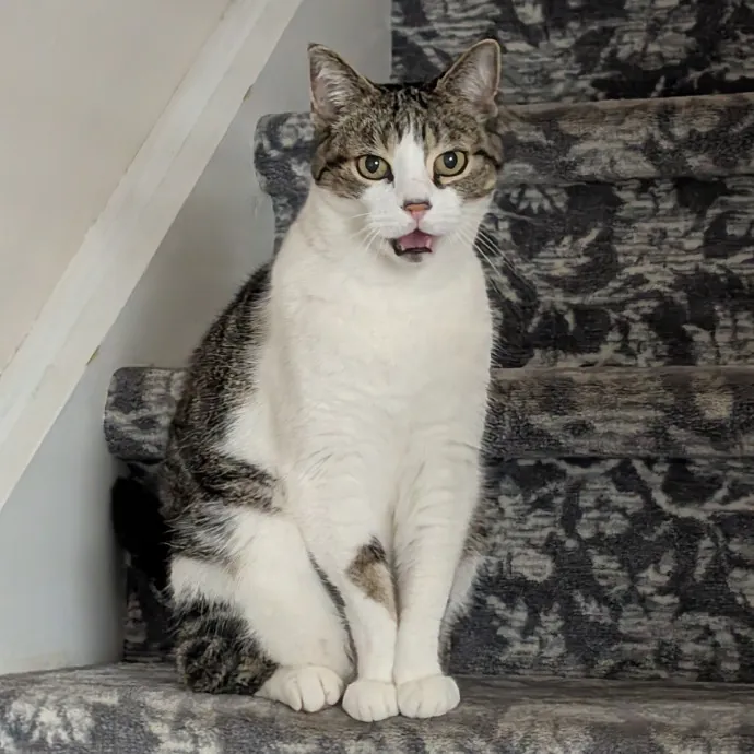 Amanda The Cat-Whisperer