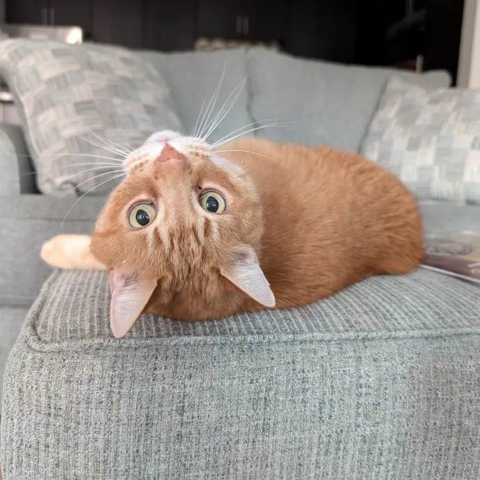 Amanda The Cat-Whisperer