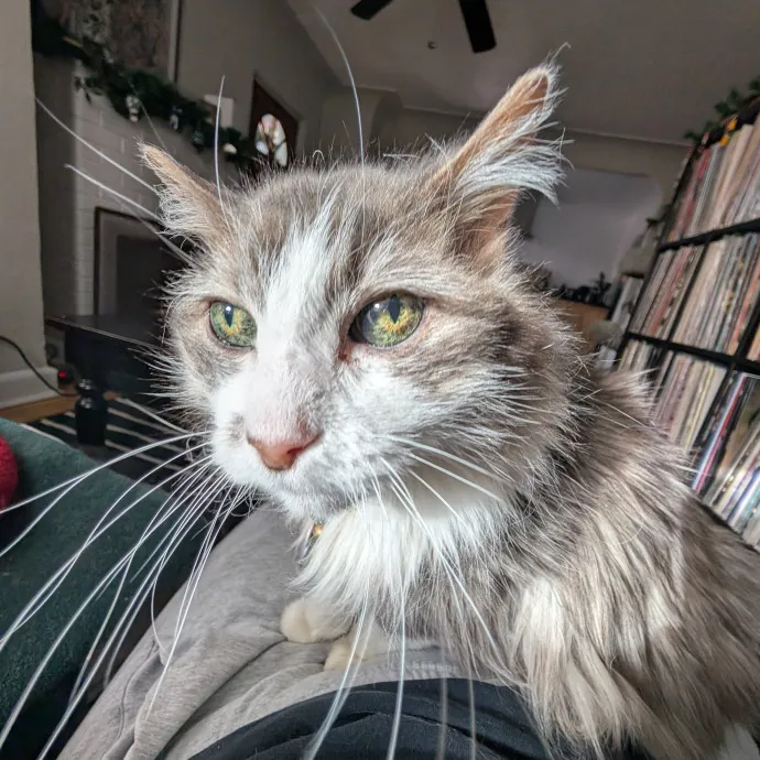 Amanda The Cat-Whisperer