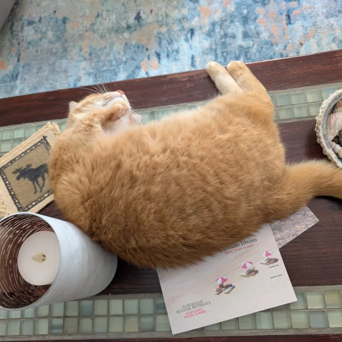 Amanda The Cat-Whisperer