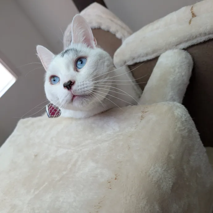 Amanda The Cat-Whisperer