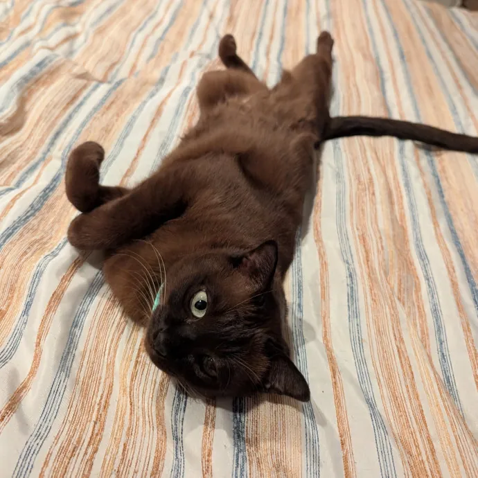 Amanda The Cat-Whisperer