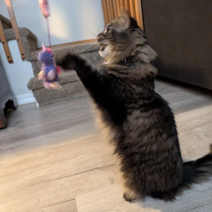 Amanda The Cat-Whisperer