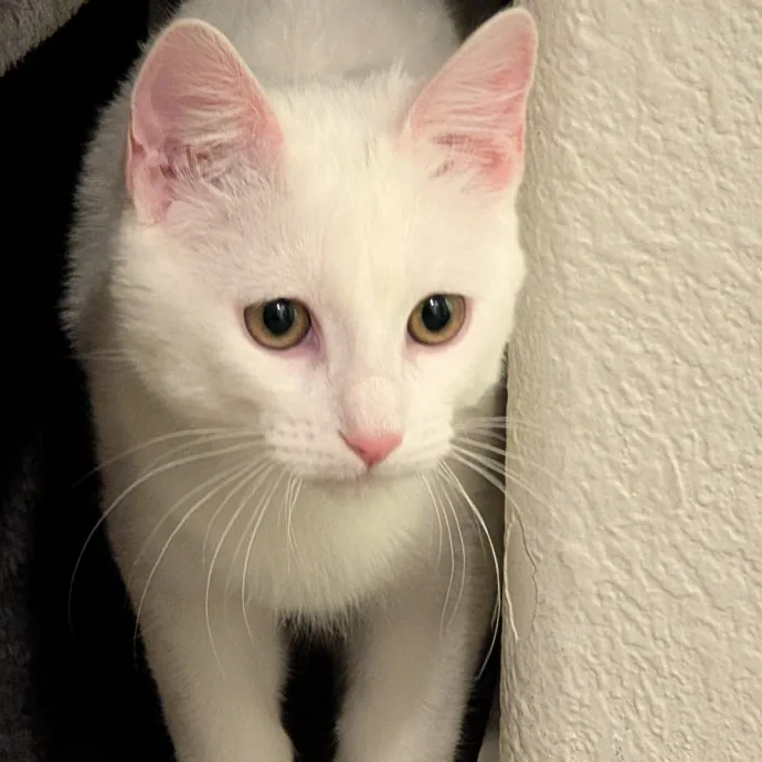 Amanda The Cat-Whisperer