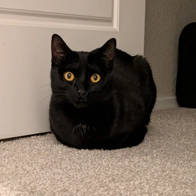 Amanda The Cat-Whisperer