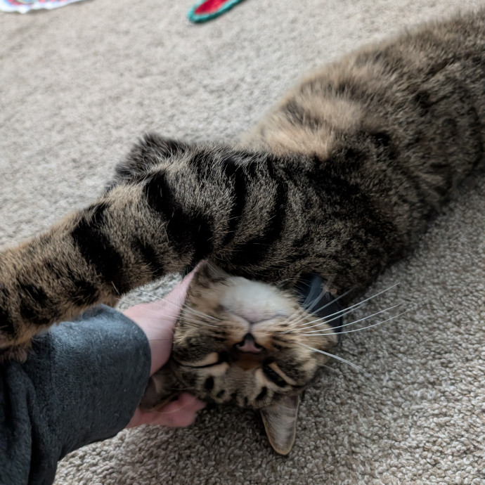 Amanda The Cat-Whisperer