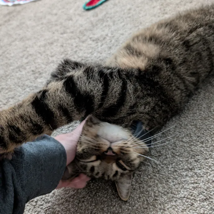 Amanda The Cat-Whisperer