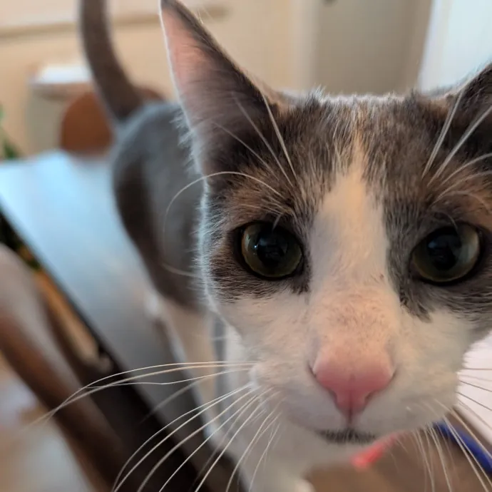 Amanda The Cat-Whisperer