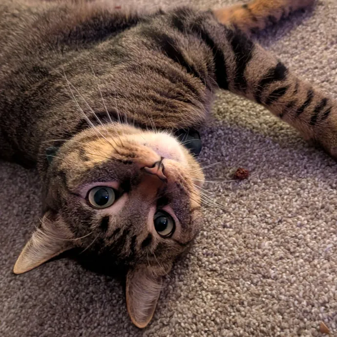 Amanda The Cat-Whisperer