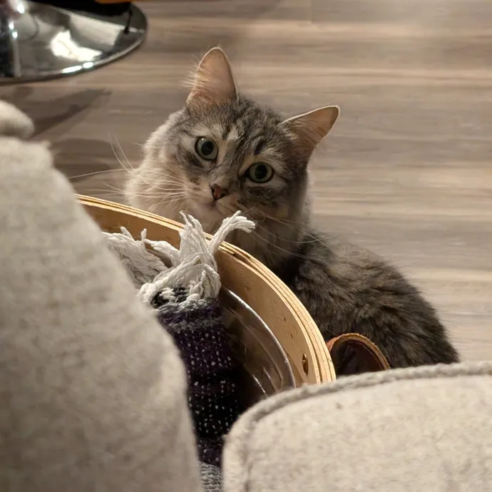 Amanda The Cat-Whisperer