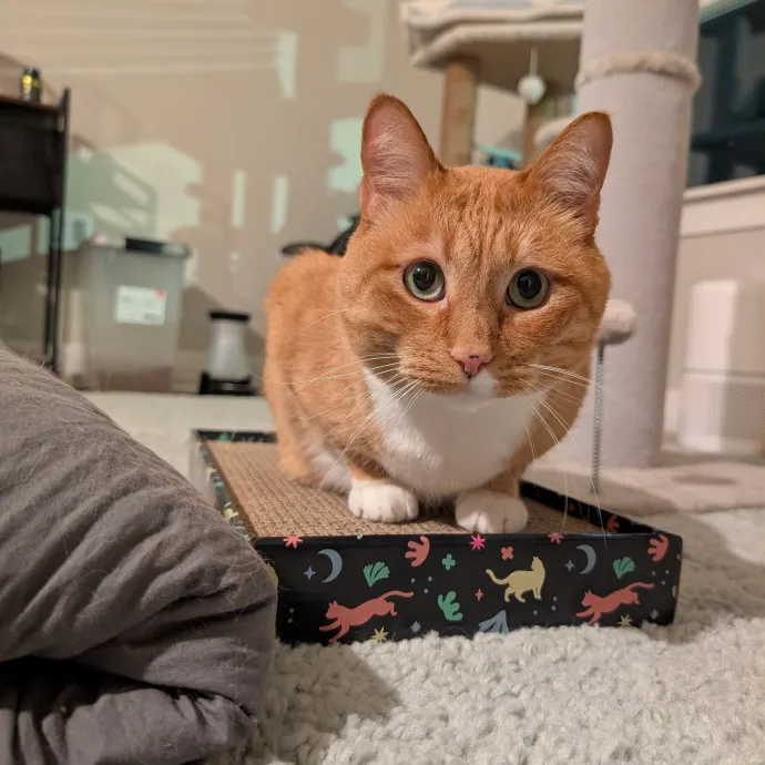 Amanda The Cat-Whisperer