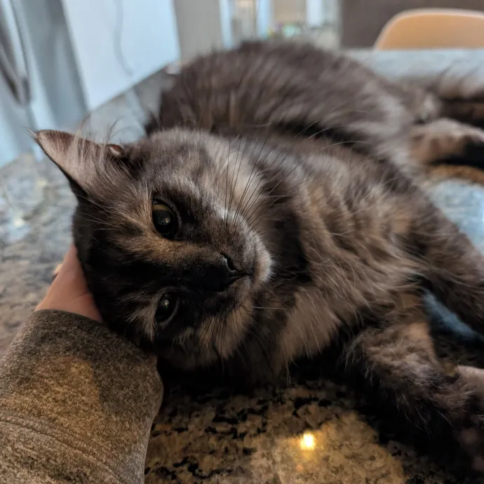 Amanda The Cat-Whisperer