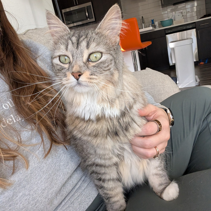 Amanda The Cat-Whisperer