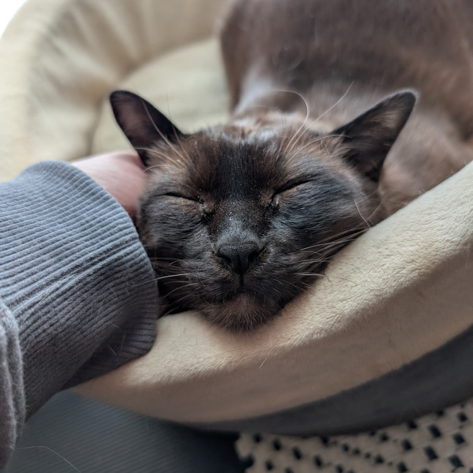 Amanda The Cat-Whisperer