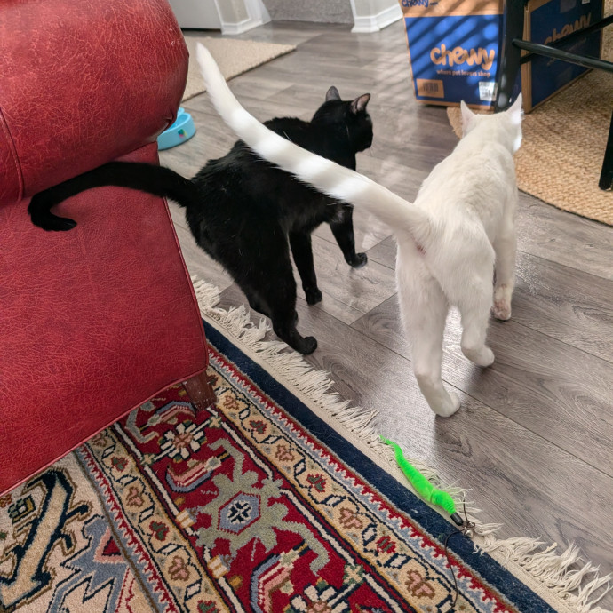 Amanda The Cat-Whisperer photo 3
