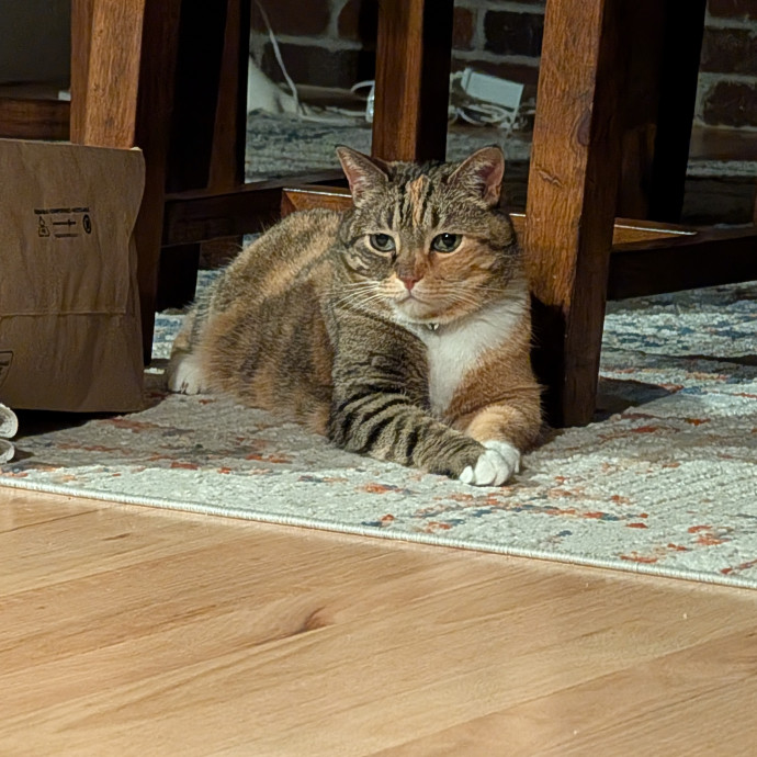 Amanda The Cat-Whisperer photo 2