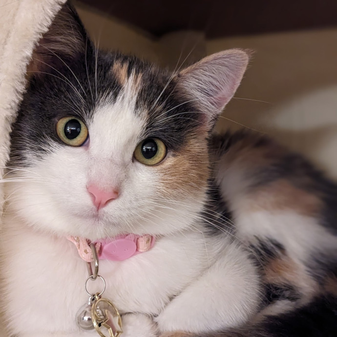 Missing My Cats - Happy To Love Yours