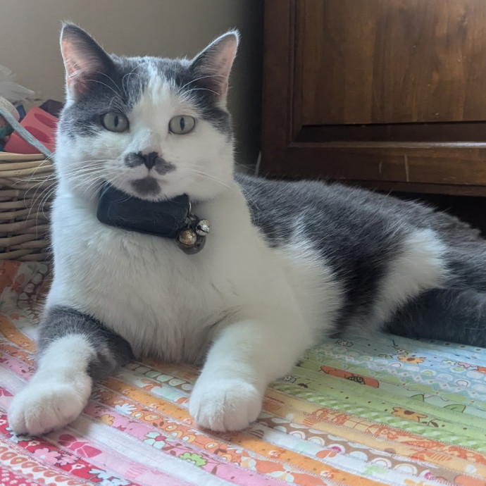 Missing My Cats - Happy To Love Yours photo 3