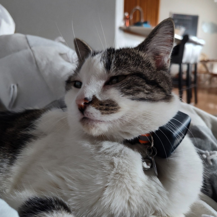 Missing My Cats - Happy To Love Yours photo 2