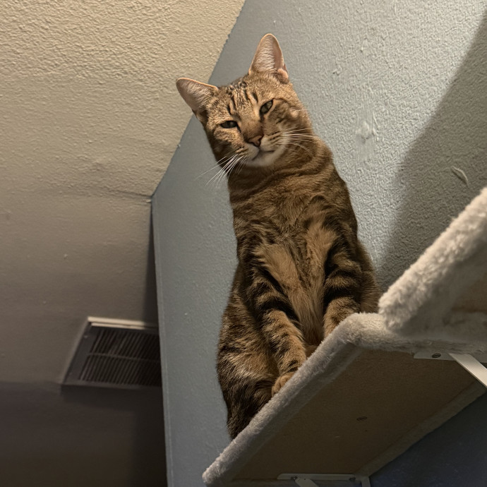 Cuddles Care And Comfort For Cats