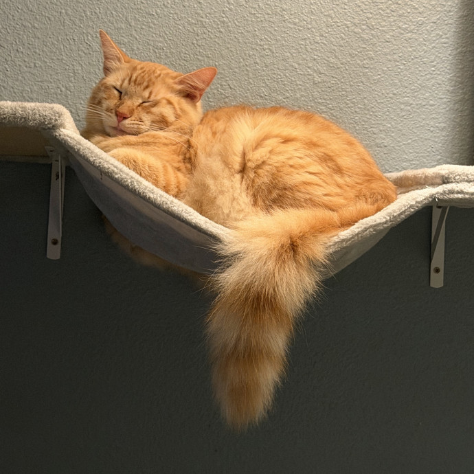 Cuddles Care And Comfort For Cats