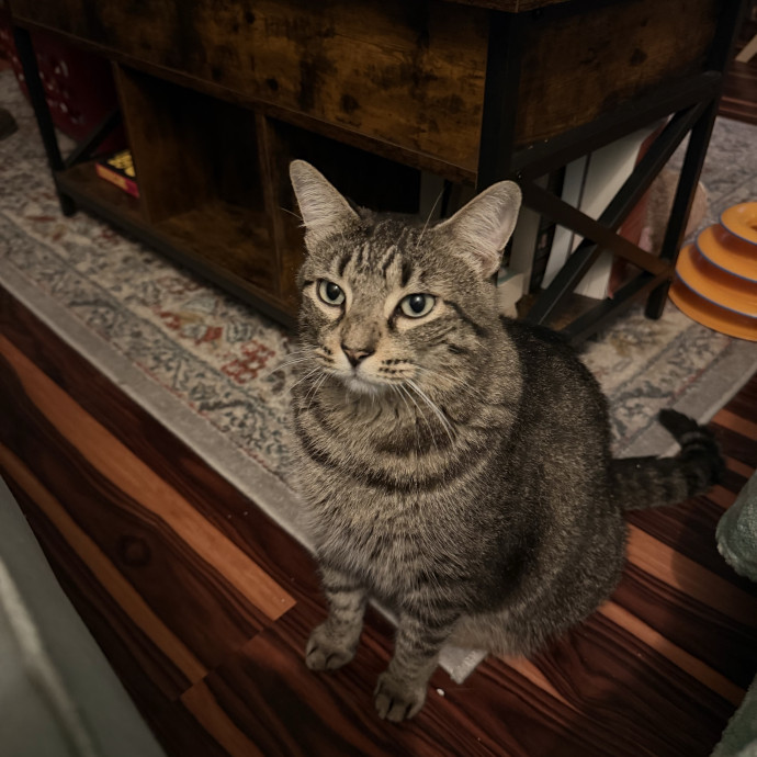 Cuddles Care And Comfort For Cats