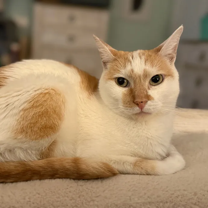 Experienced Cat Mama