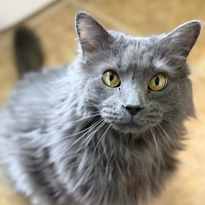 Experienced Cat Mama