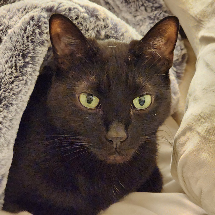 Experienced Cat Mama