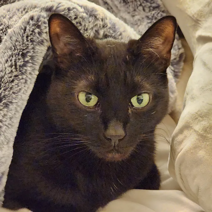 Experienced Cat Mama