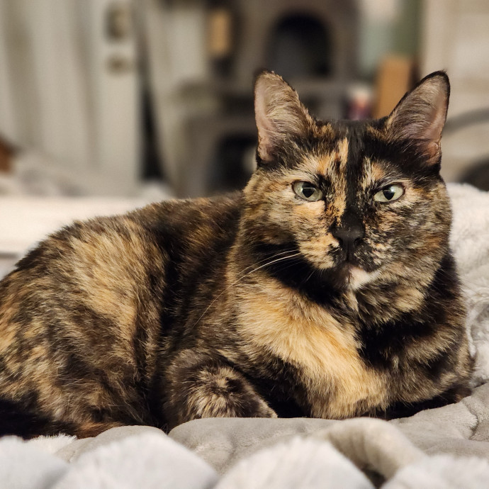 Experienced Cat Mama