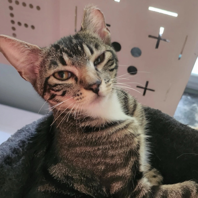 Experienced Cat Mama