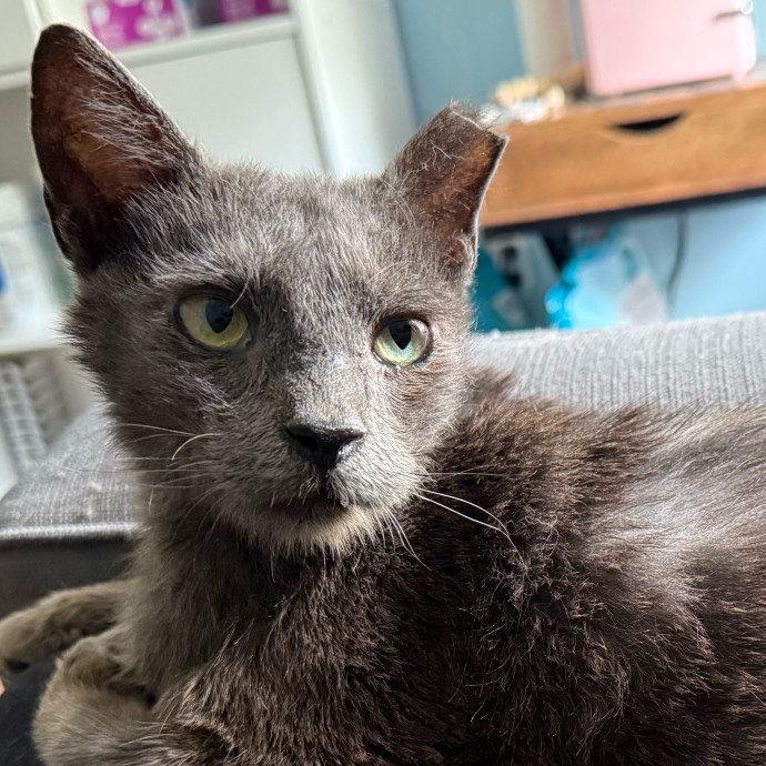 Experienced Cat Mama