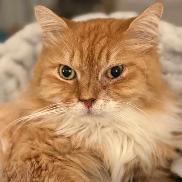Experienced Cat Mama