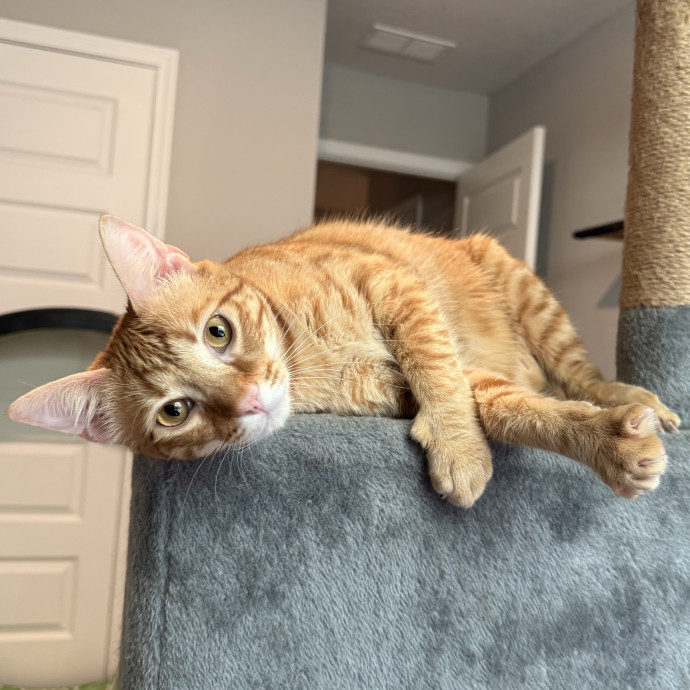 Experienced Cat Mama photo 3