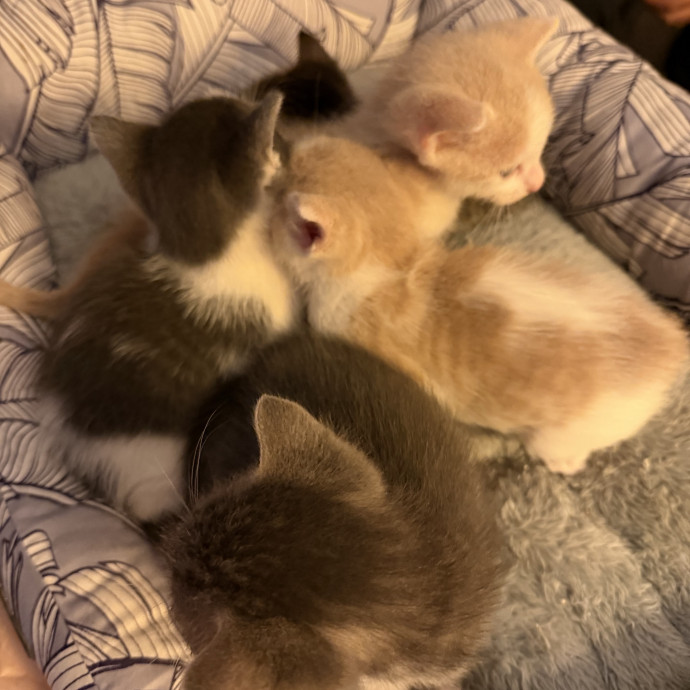 Cat Mom  Trusted Cat Sitter