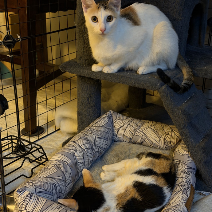 Cat Mom  Trusted Cat Sitter