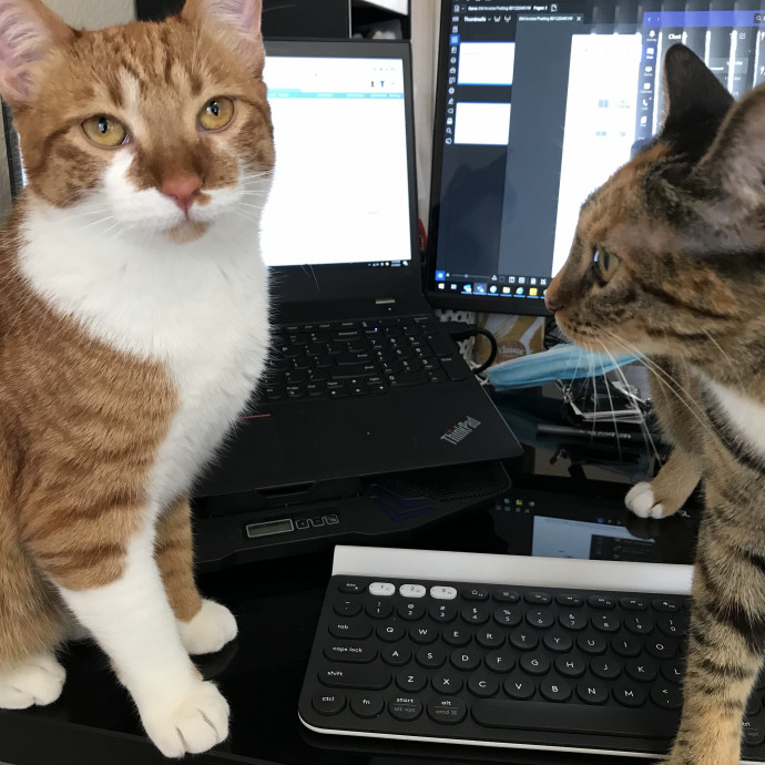 Cat Mom  Trusted Cat Sitter