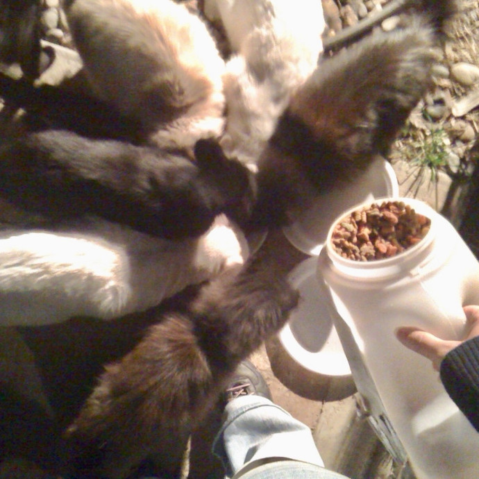 Cat Mom  Trusted Cat Sitter