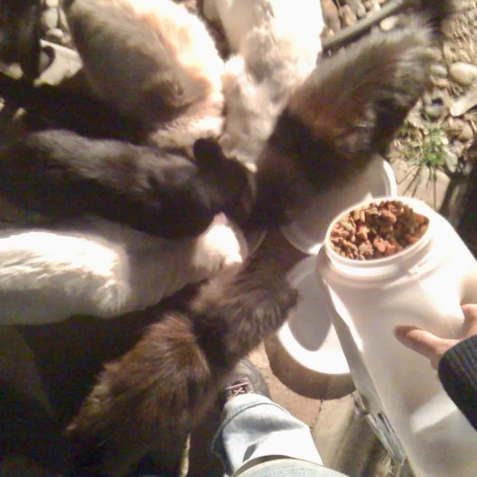 Cat Mom  Trusted Cat Sitter