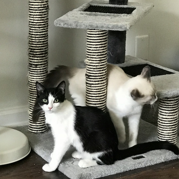 Cat Mom  Trusted Cat Sitter