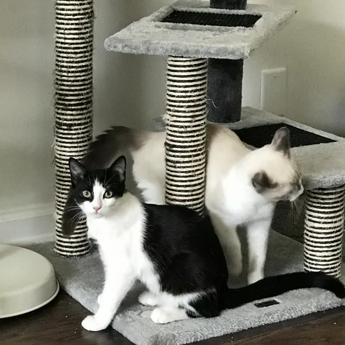 Cat Mom  Trusted Cat Sitter