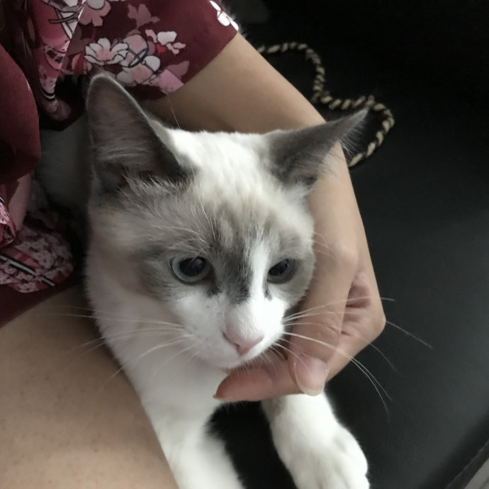 Cat Mom  Trusted Cat Sitter