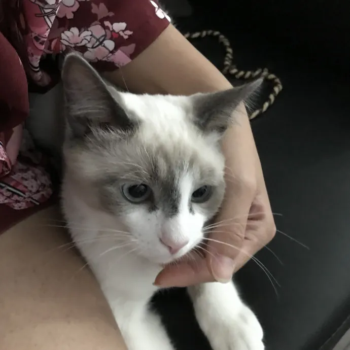 Cat Mom  Trusted Cat Sitter