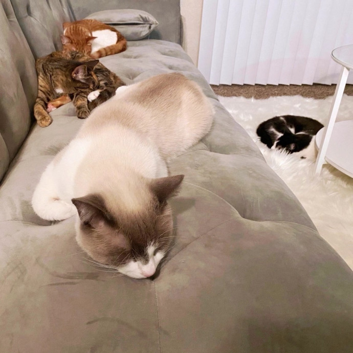 Cat Mom  Trusted Cat Sitter
