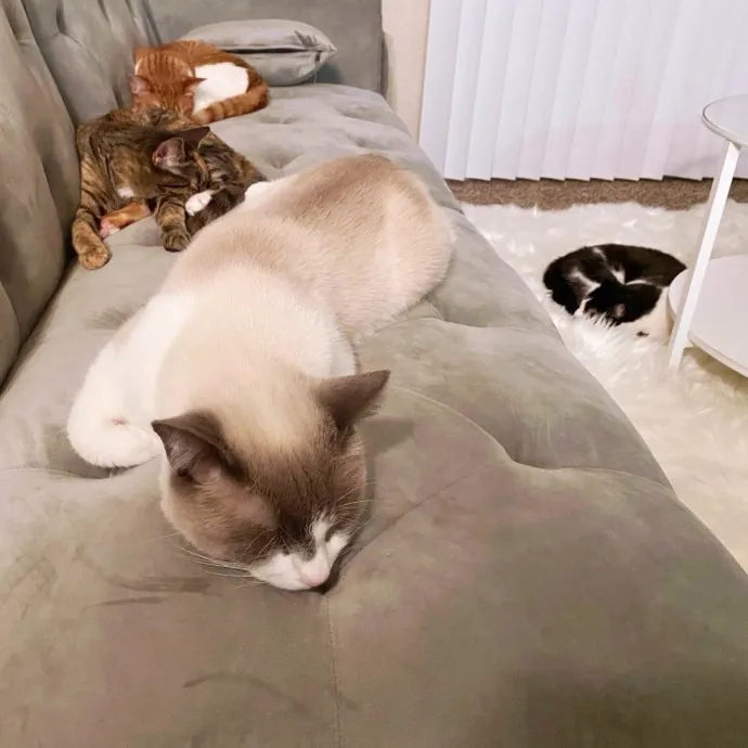 Cat Mom  Trusted Cat Sitter