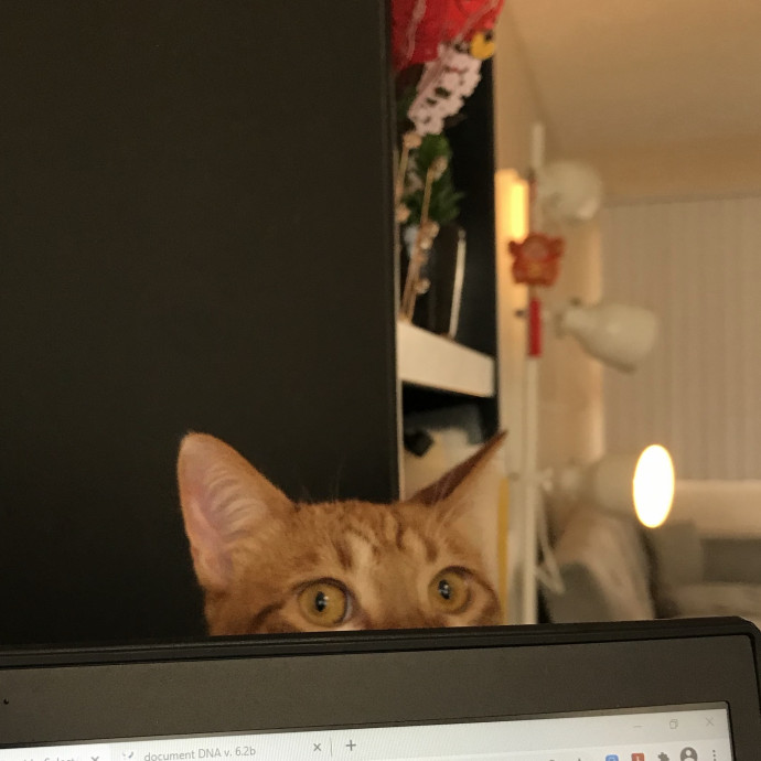 Cat Mom  Trusted Cat Sitter