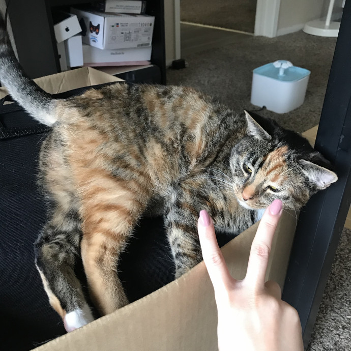 Cat Mom  Trusted Cat Sitter