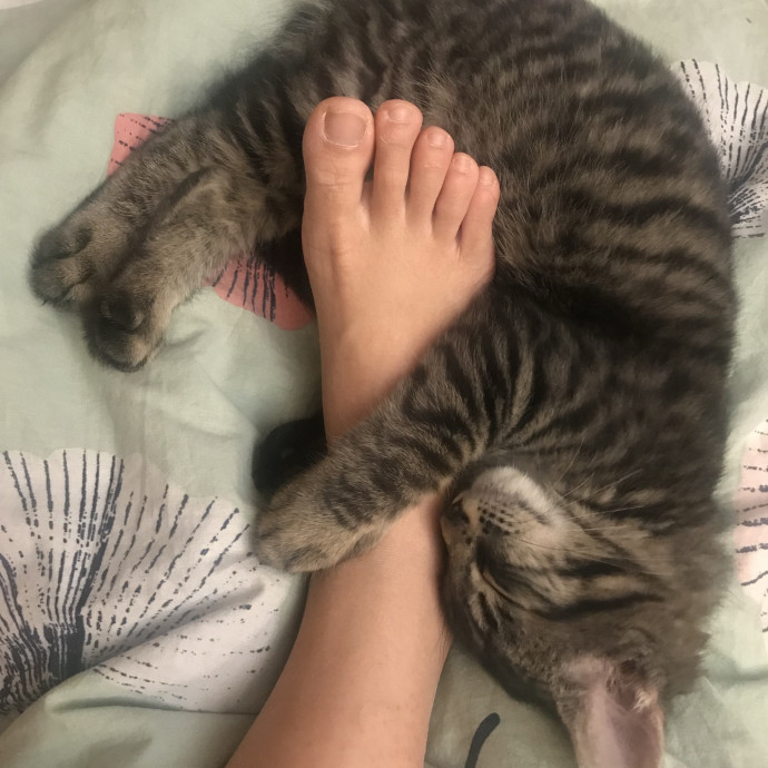 Cat Mom  Trusted Cat Sitter